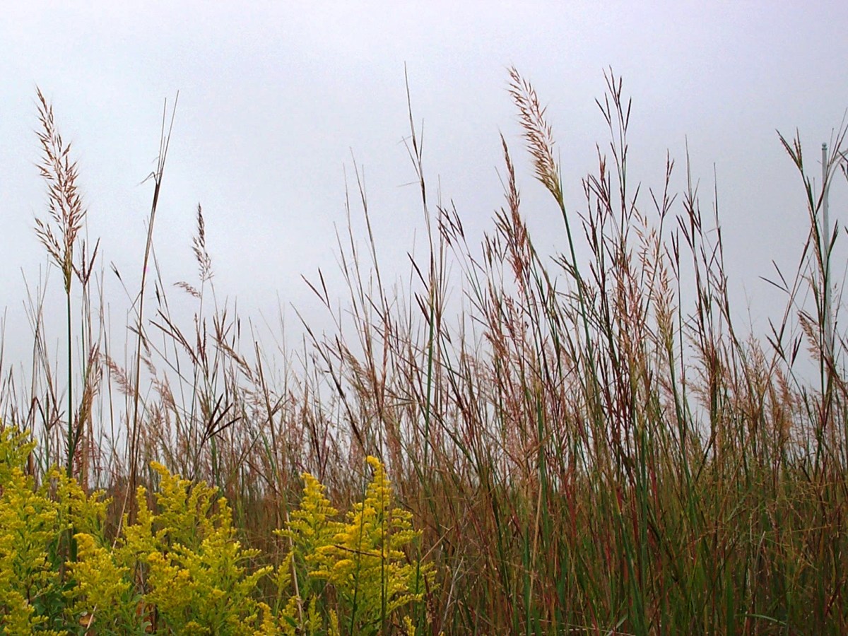 Power Botanizing in the Western&nbsp;Dakotas