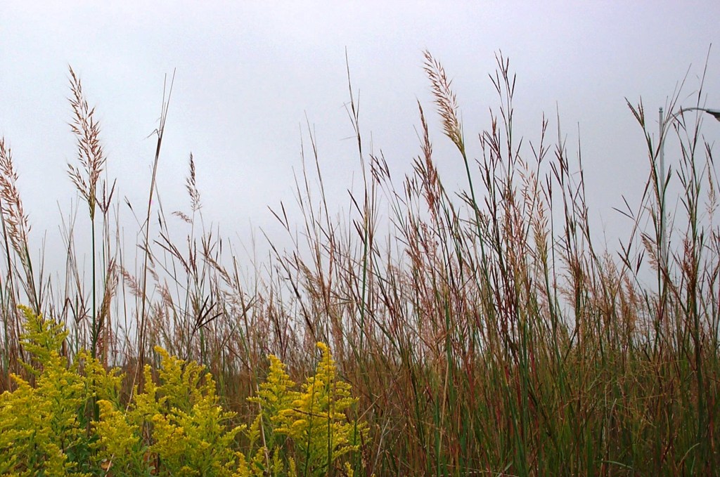 Power Botanizing in the Western&nbsp;Dakotas