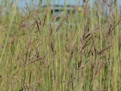 Power Botanizing the Tallgrass Prairie in the Northern&nbsp;Heartland