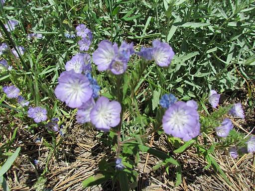 Power Botanizing in the Northern Great Plains of Montana and&nbsp;Wyoming
